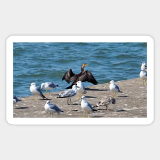 Double-crested Cormorant With A Flock Of Gulls Sticker